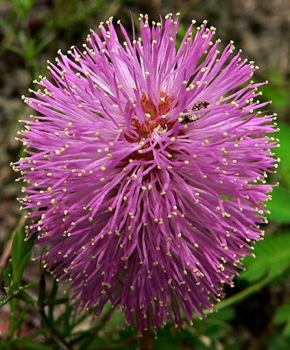 {Mimosa strigillosa}